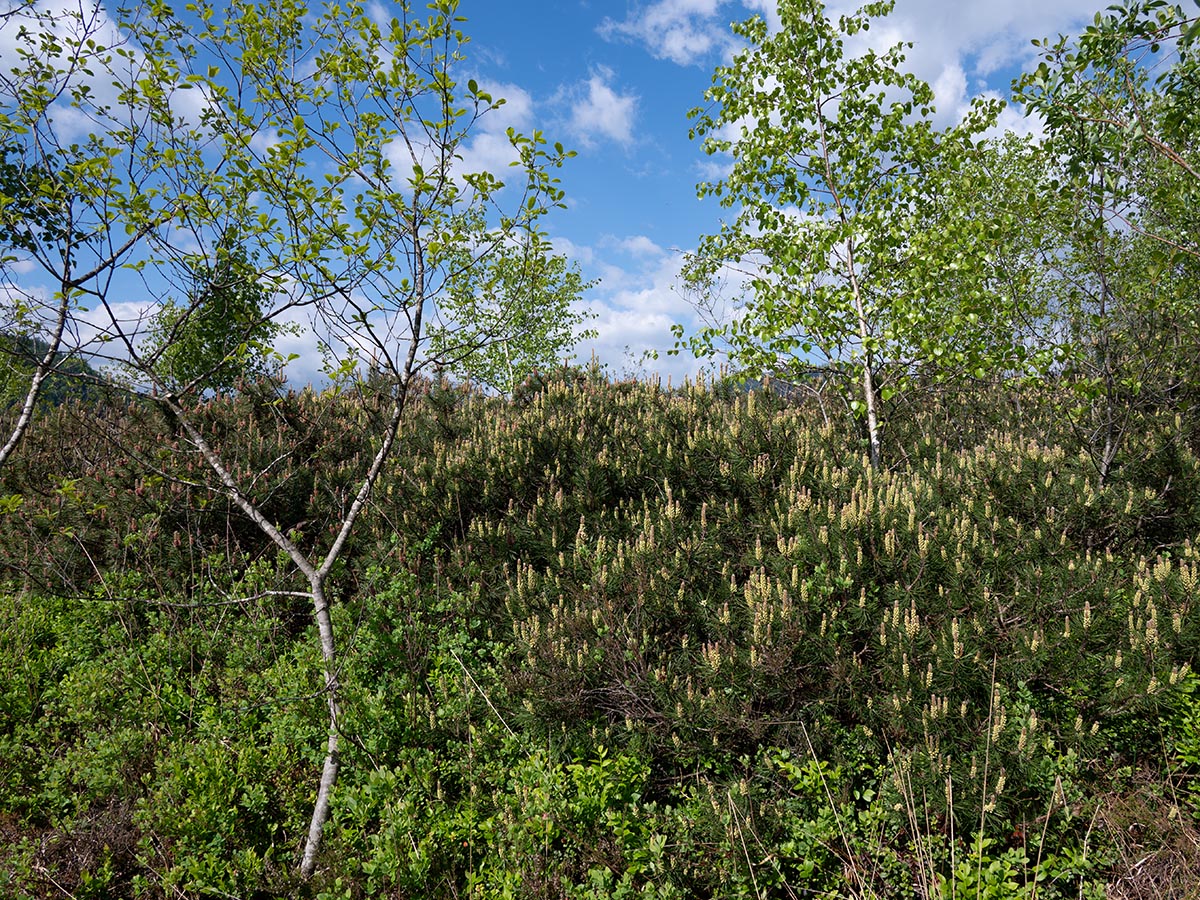 Pinus mugo